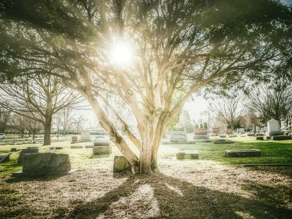 Grand arbre majestueux illuminé par le soleil dans un cimetière paisible.